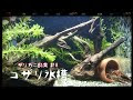 [最新] ザリガニ 飼育 水草 518160-ザリガニ 飼育 水草
