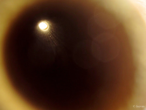 Bamboo hole