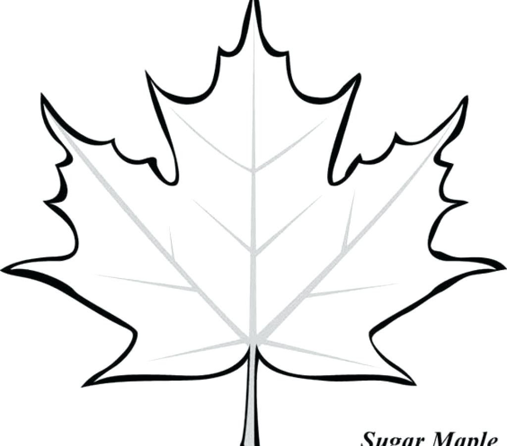 Maple Leaf Coloring Page At Getdrawings Free Download