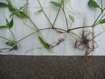 ツユクサ 能代市風の松原植物調査