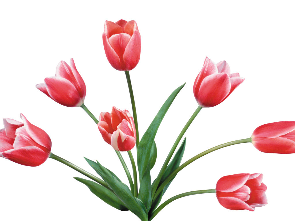 Free Image Of Tulip Download Free Clip Art Free Clip Art