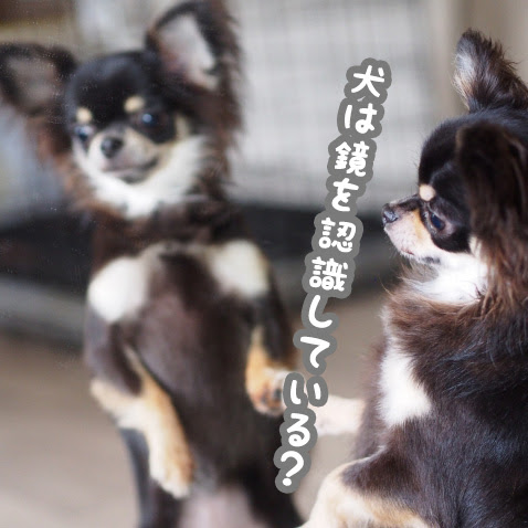 犬が鏡に向かって吠える理由は 鏡を認識しているの