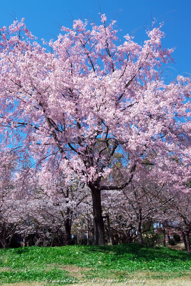 Free Iphone 4s Wallpaper Flower 桜 Cherry Blossoms Iphone 壁紙館