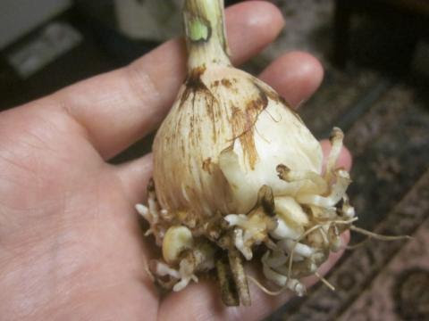 グラジオラスの終了 球根の保管のしかた 猫と園芸