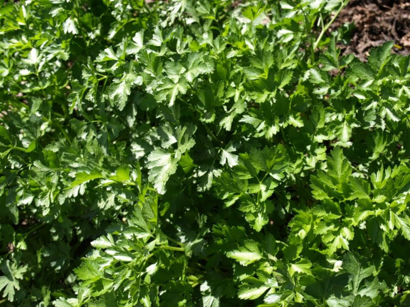 French Parsley (Petroselinum crispum) has curled leaves and is often used as a garnish.
