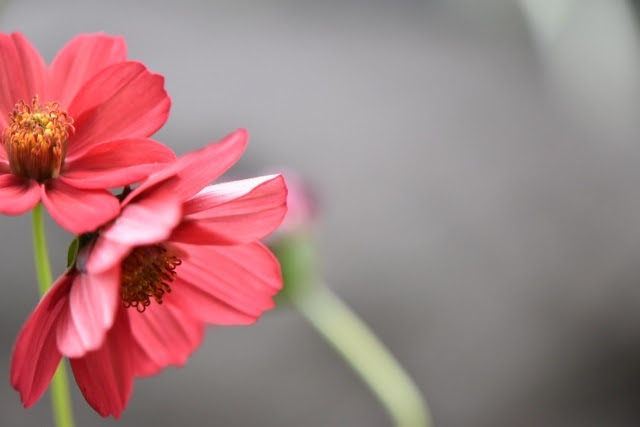 1002 コスモスの短歌 植物図鑑の短歌 短歌短歌 英語のポエム添え