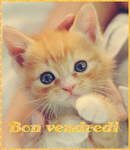 "Bon vendredi" - Tout petit chaton sous une pluie de coeurs