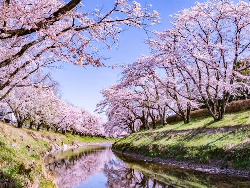 新境川堤の桜 各務原市桜まつり 岐阜観光