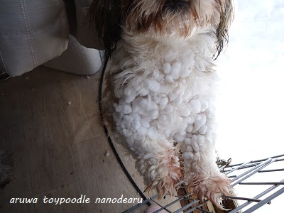 気持ち悪いくらい雪の玉がついた犬 アルはトイプードルなのであ る