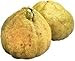 Fresh Uniq or Ugli Fruit (Set of 3)