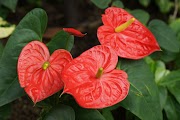 Populer 25+ Red Anthurium