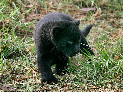 Lima_jaguar3