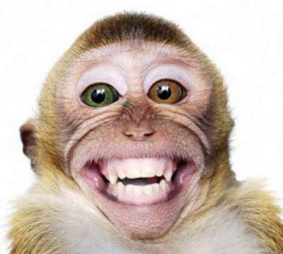 Funplaza 3x Ro Imagini Comice Poze Haioase Animale Crazy Monkey