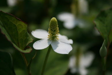 ドクダミ 奥飛騨温泉郷新穂高温泉 深山荘