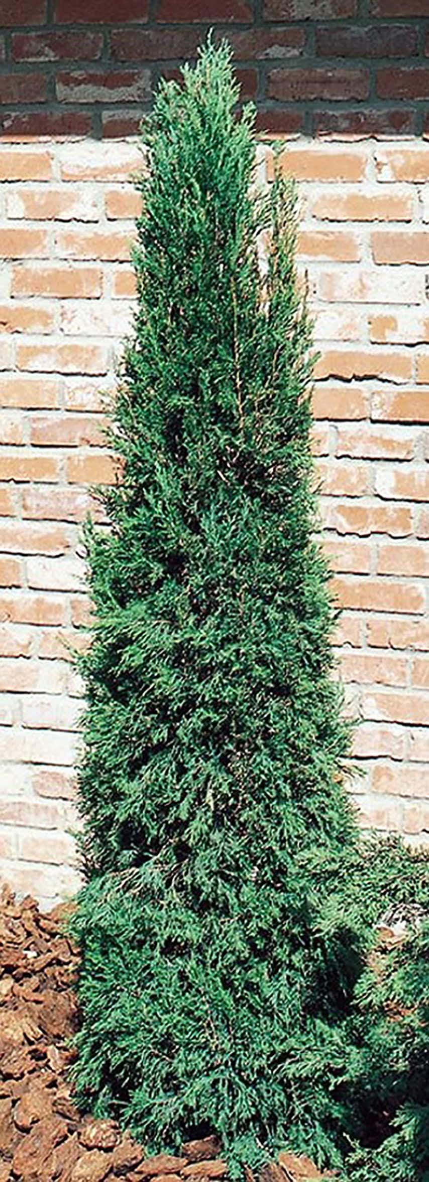 3 Gallon Spartan Juniper Feature Shrub In Pot L4735 In The Shrubs Department At Lowes Com