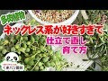 コレクション 多肉植物 グリーンネックレス 枯れる 279635-多肉植物 グリーンネックレス 枯れる