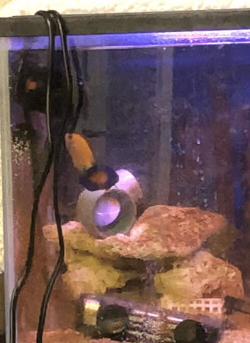 小型ヤッコ同士の混泳のやり方手順について サイエンス アクアリウム 科学で飼育 病気を楽に治すサイト