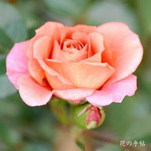 バラ ツルテディベア Rose Teddy Bear Cl つるバラ 2500品種の薔薇を作出者 交配親などのデータと美しい写真で紹介する花の手帖のwebバラ図鑑