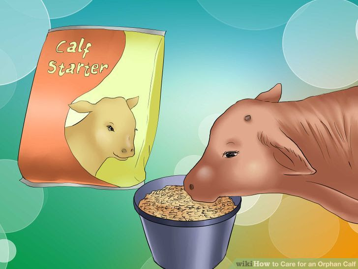 Care for an Orphan Calf Step 5.jpg