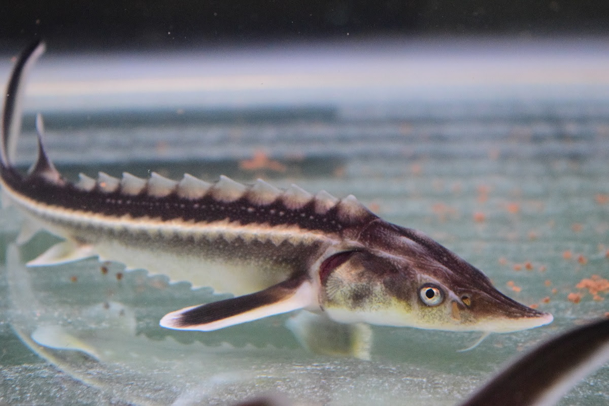 在庫魚等 静岡市の熱帯魚専門店 大型魚 古代魚 珍魚 World Rivers