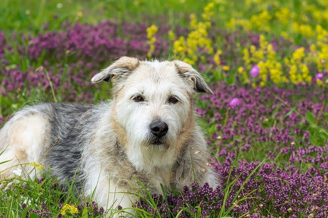 愛犬と楽しむアロマの正しい使い方と場面別おすすめアロマ