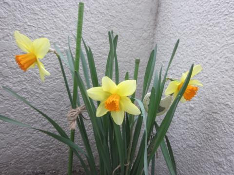 ヒヤシンスとスイセンの花が咲きました 猫と園芸