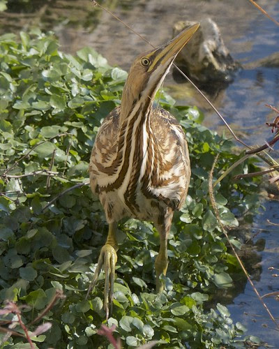 American Bittern - 5