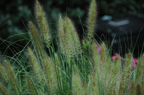 Pennisetum alopecuroides, Fountain Grass