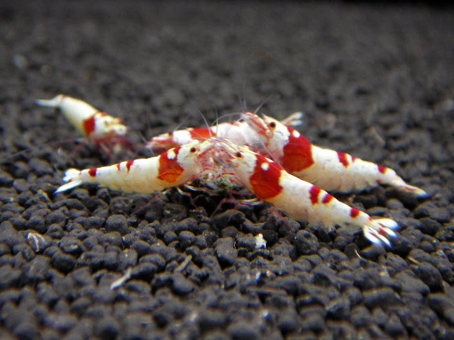 熱帯魚 エビ水槽にヤゴ がいた ぜん通