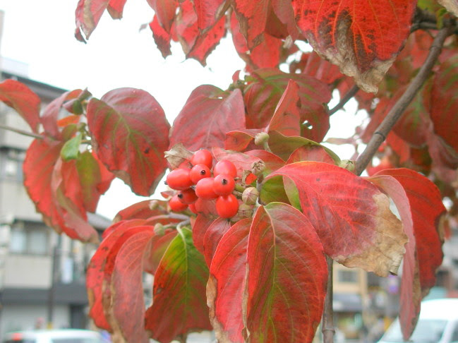 ハナミズキ花実紅葉散歩