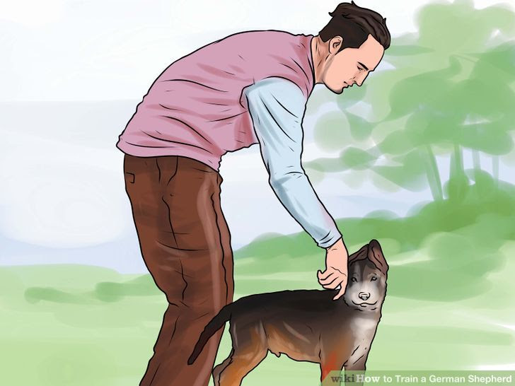 Train a German Shepherd Step 10.jpg