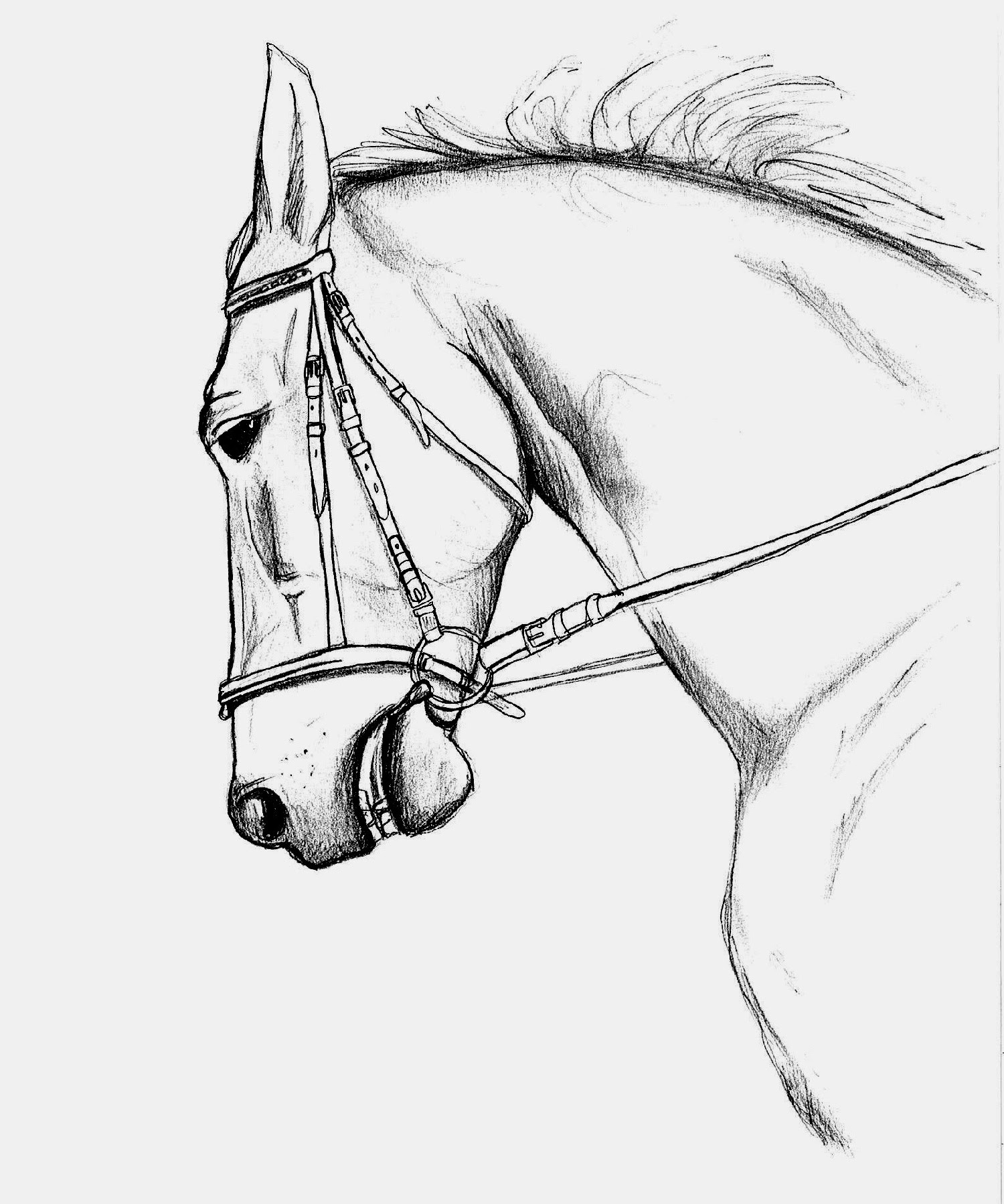 Nouveau Dessin A Colorier Cheval De Trait