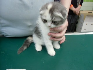 長桿菌が多数検出された猫（川崎市多摩区、オダガワ動物病院）