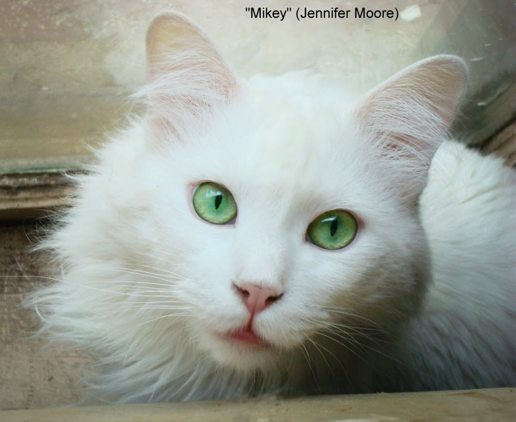 White Cats Eye Colours And Deafness