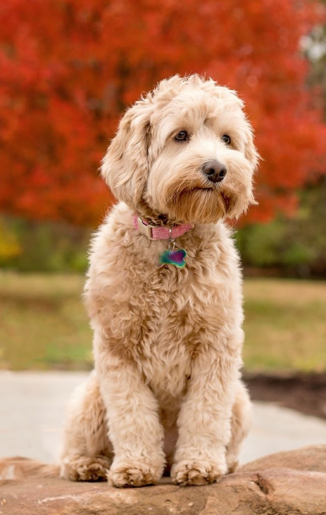 Australian Labradoodle Puppies - Illinois | Arch View ...