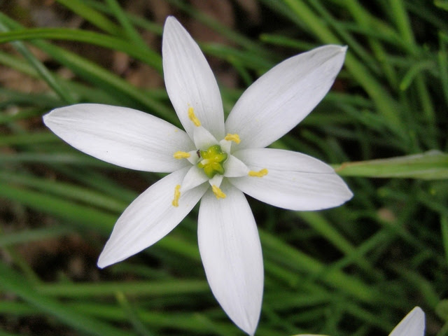 オーニソガラムの花言葉 4月1日の誕生花 初心者向け 園芸作業のまとめ 花のある暮らしで 心に ゆとり