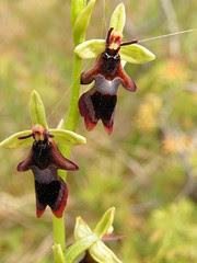 Fly orchid Ophrys insectifera Kärbesõis
