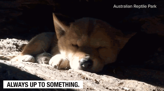 ...to the insanely adorable...