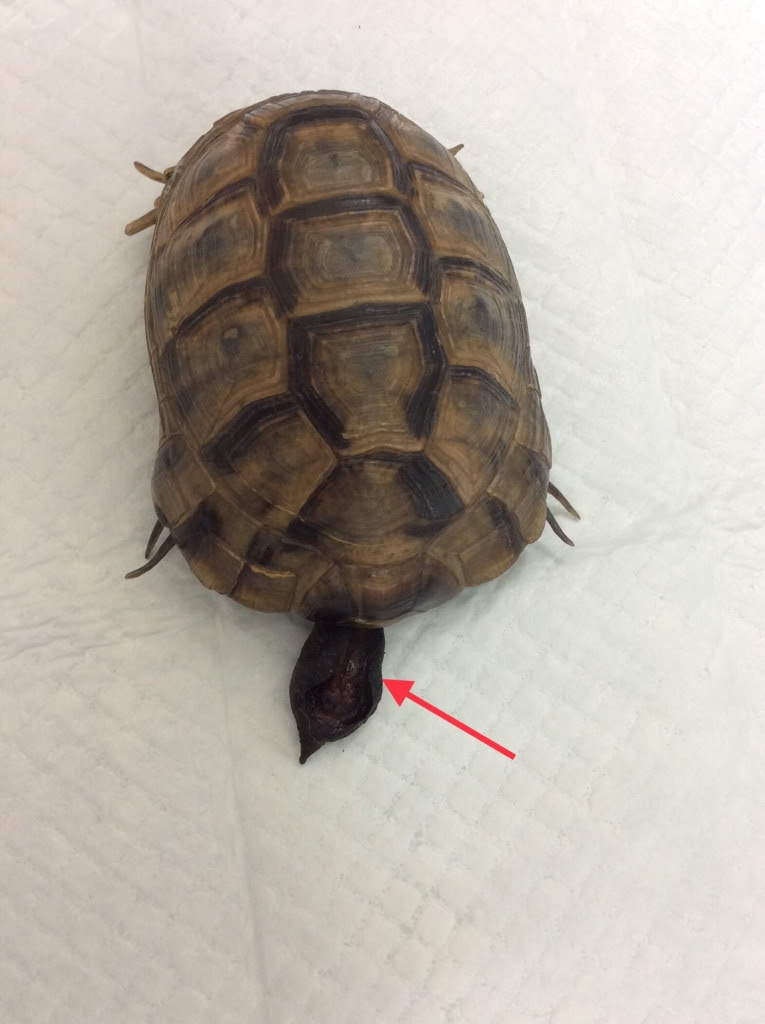カメのおしりから何かが出てきてる場合の対処法 陰茎脱編 オアシス便り 垂水オアシス動物病院