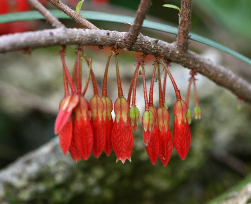 Agapetes serpens