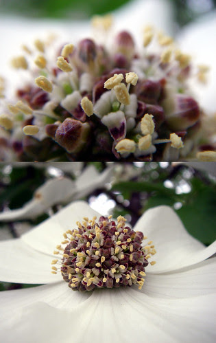 dogwood, up close and personal