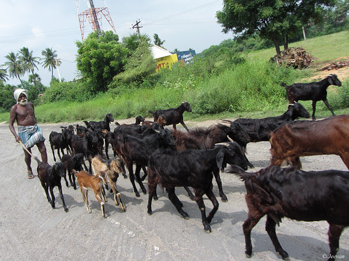 Goat parade