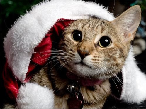 Cosy Cat Christmas!  Catscatscats  Pinterest