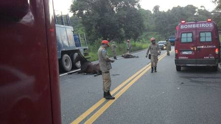 Outros dois cavalos também foram atingidos durante o acidente