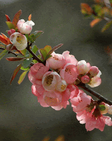 花 ボケ 12月15日の花と花言葉 ボケ 魅る魅るガーデニング