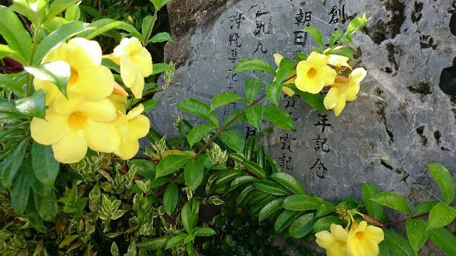 旬の植物 オオバナアリアケカズラ 沖縄県花卉園芸農業協同組合 太陽の花 沖縄県花卉園芸農業協同組合 太陽の花