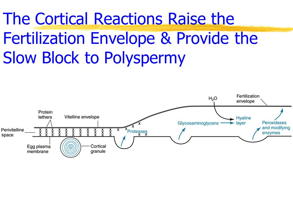 Image result for slow block to polyspermy in humans