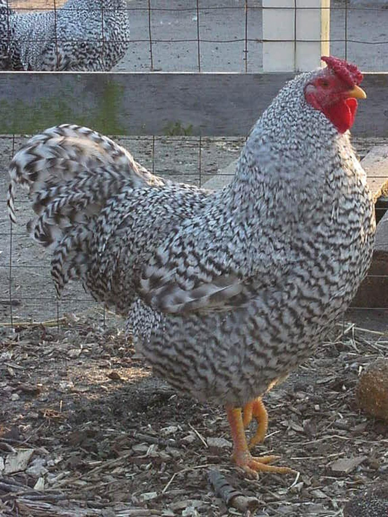 Backyard Chicken Breeds: Barred Rock  HGTV