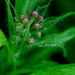 Estenstadmarka, unknown plant