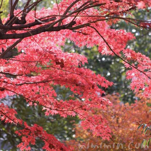 モミジの花言葉 名前の由来 紅葉したモミジの写真 みみみんブログ
